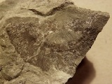 Actinomena
